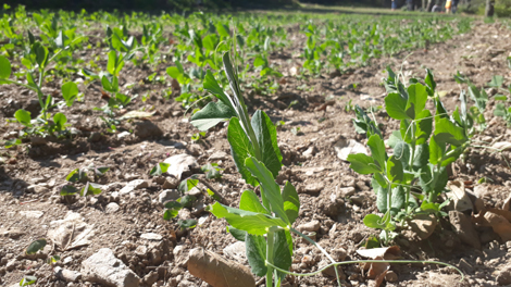 Organic farming fields at Dhamun Panchayat, Shimla 1 photo.